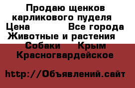 Продаю щенков карликового пуделя › Цена ­ 2 000 - Все города Животные и растения » Собаки   . Крым,Красногвардейское